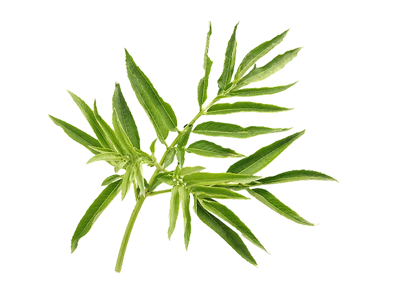 Cleavers Extract
