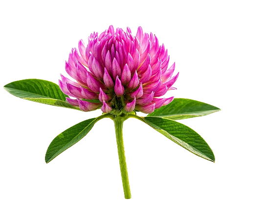 Red Clover Flower