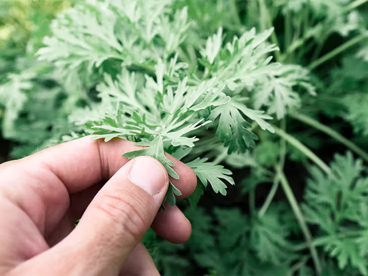 Wormwood Extract